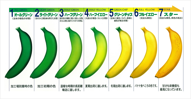 熟成度の変化を表すドールバナナカラーチャート