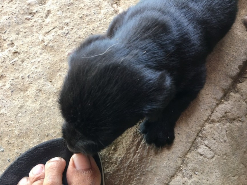 セブ島　ELSA校の看板犬【エルサちゃん】が出産！