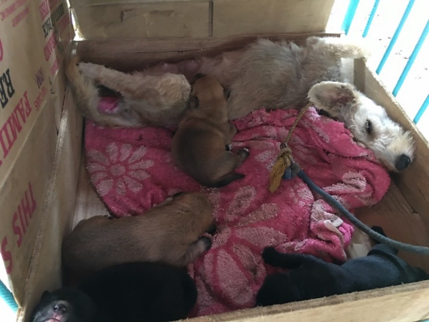 セブ島　ELSA校の看板犬【エルサちゃん】が出産！ - 8