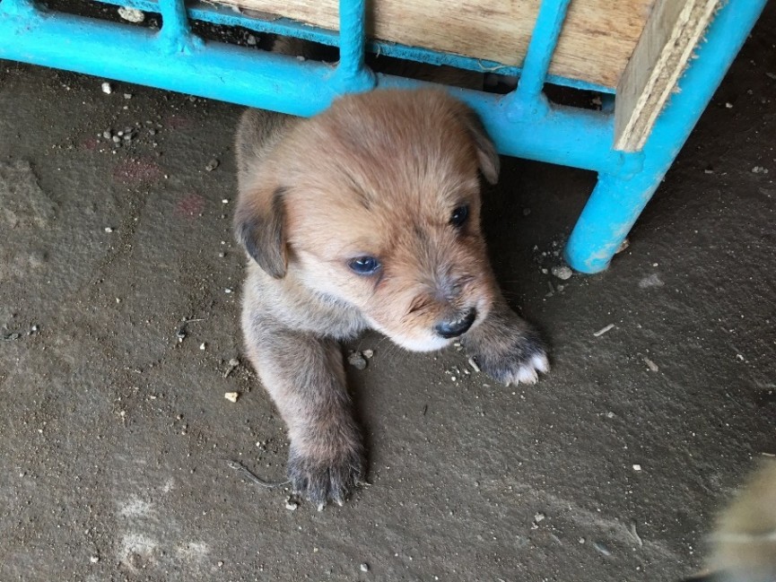 セブ島　ELSA校の看板犬【エルサちゃん】が出産！