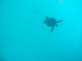 SCUBA DIVING
