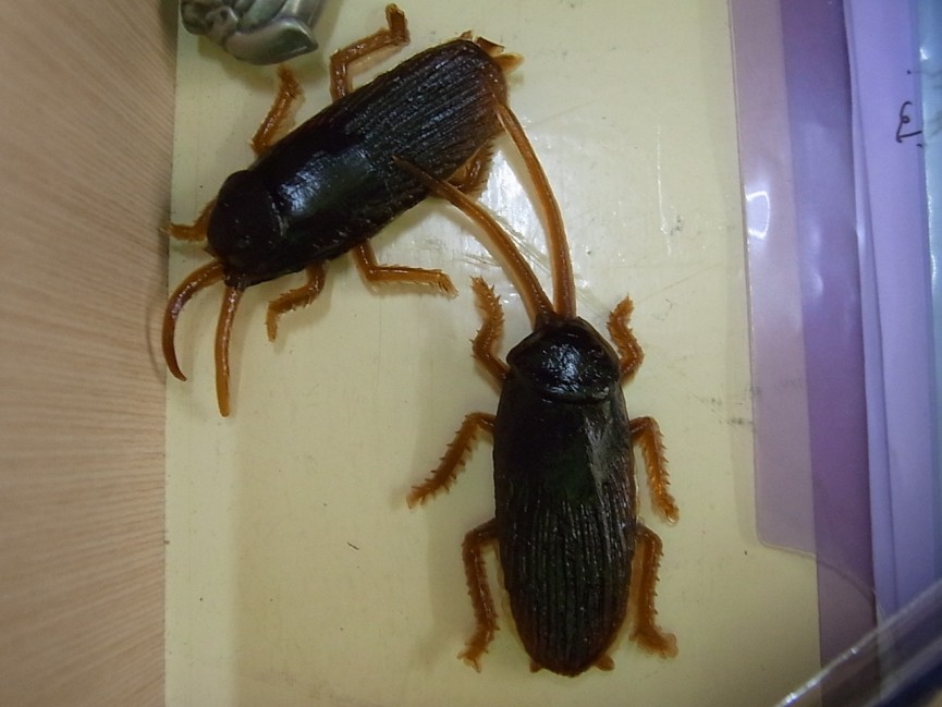 南国の天敵…虫!!!(特にアリ) - 11