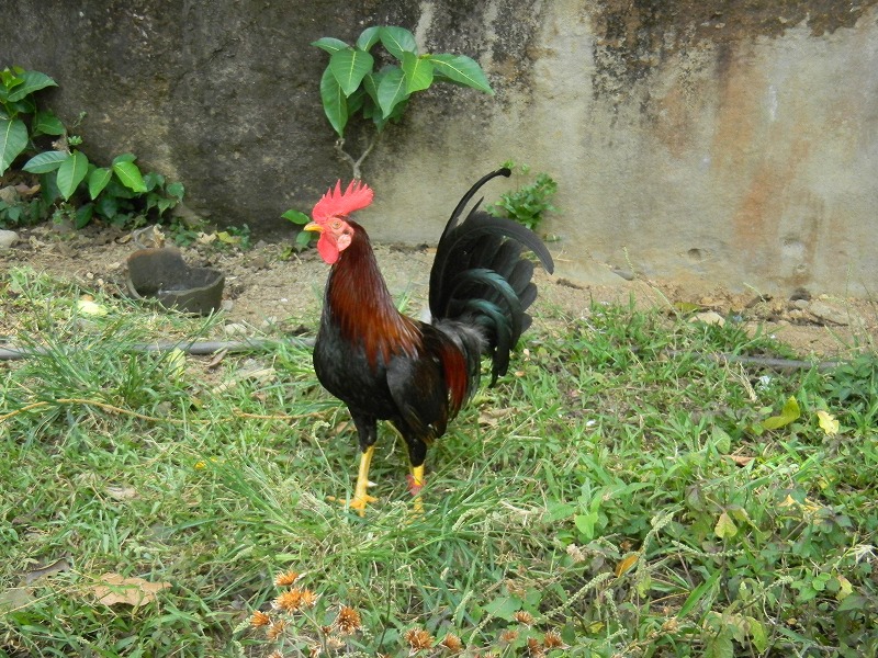 dscn1390.jpg