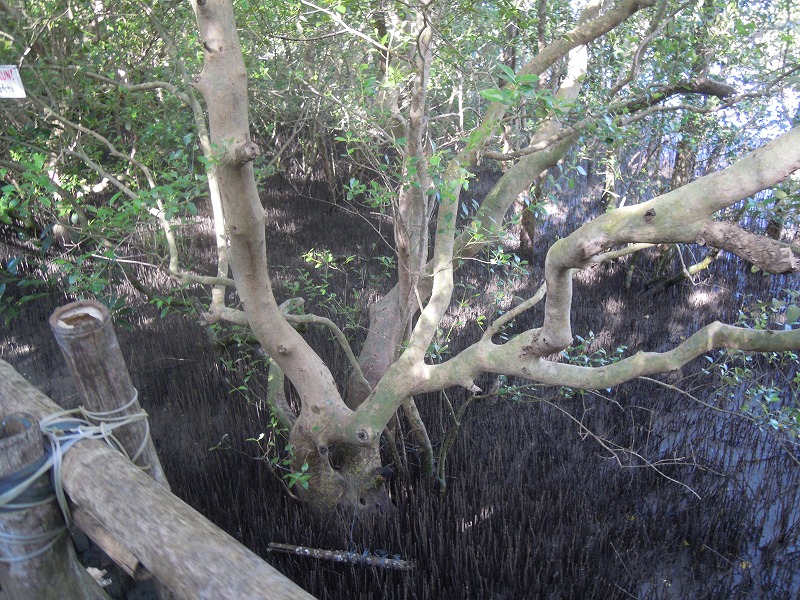 dscn0930.jpg