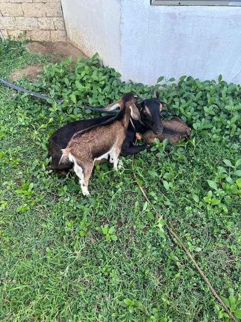フィリピン留学 Cebu21 - ELSA-ELSA-1
